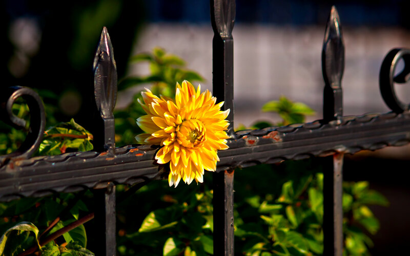 Yellow Flower on Fence — Serene