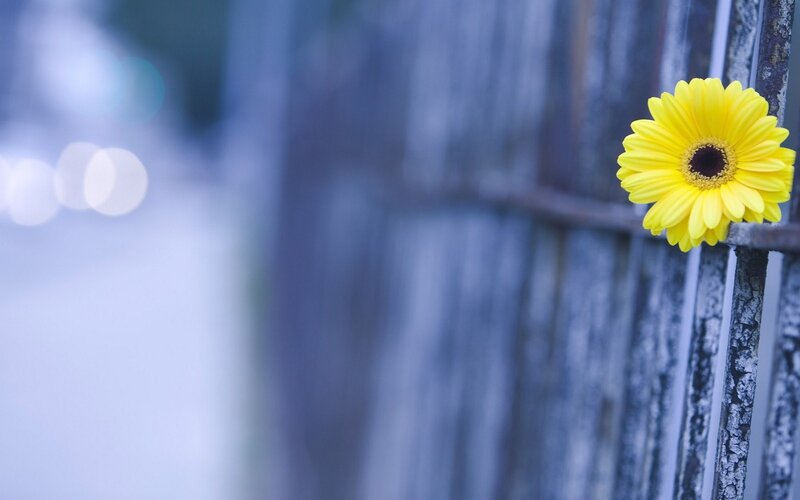 Yellow Flower on Fence