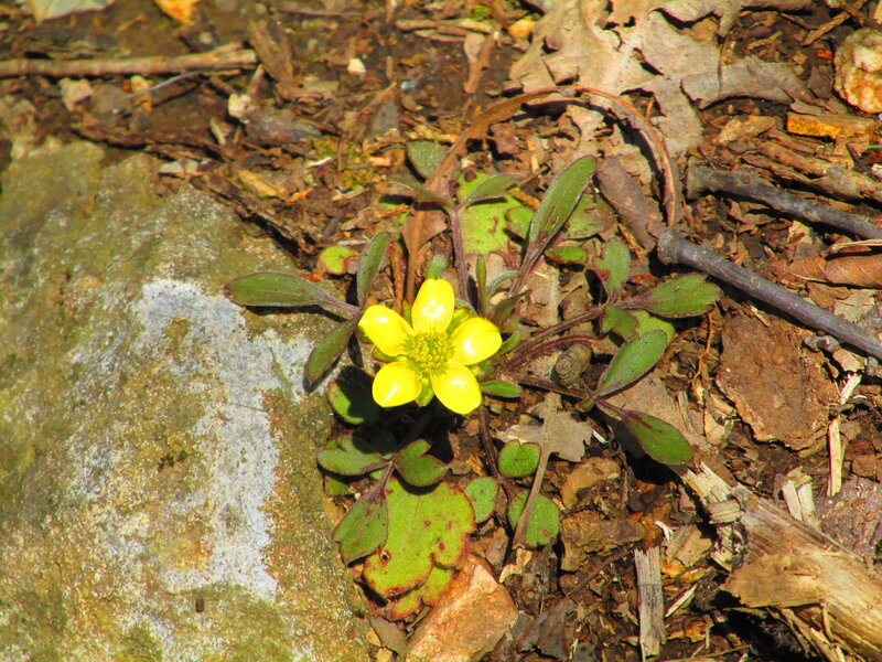 Yellow Flower on Forest Floor