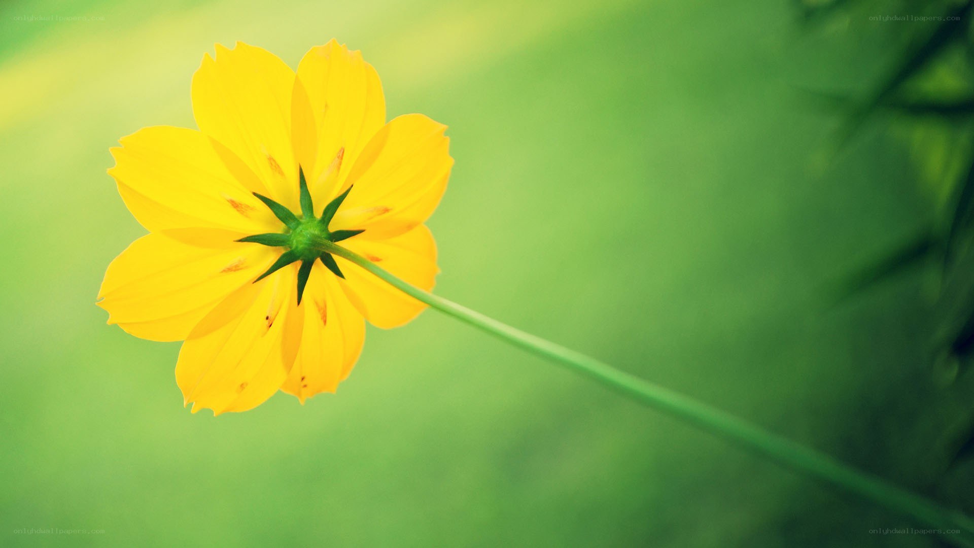 yellow flower on green background