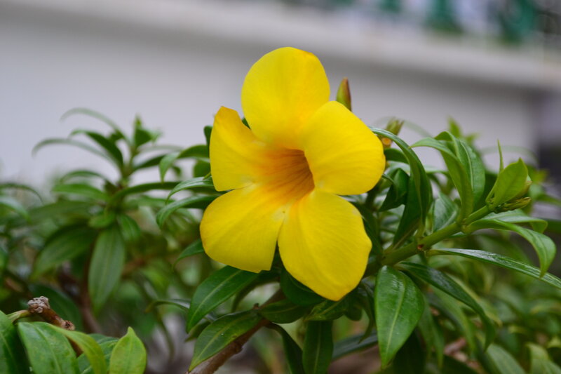Yellow Flower on Green Bush