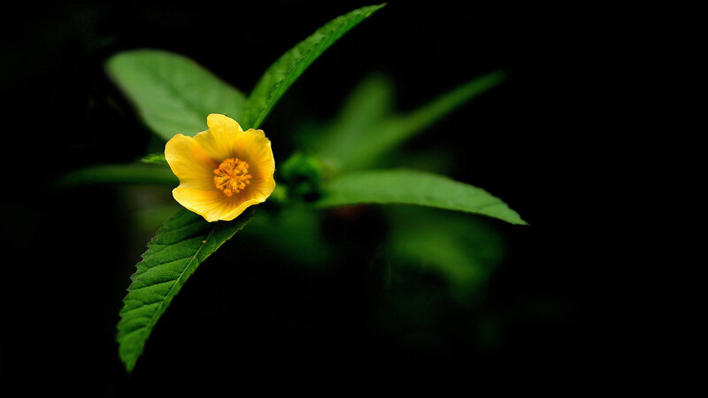 Yellow Flower on Green Leaves