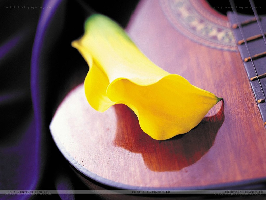 Yellow flower on guitar