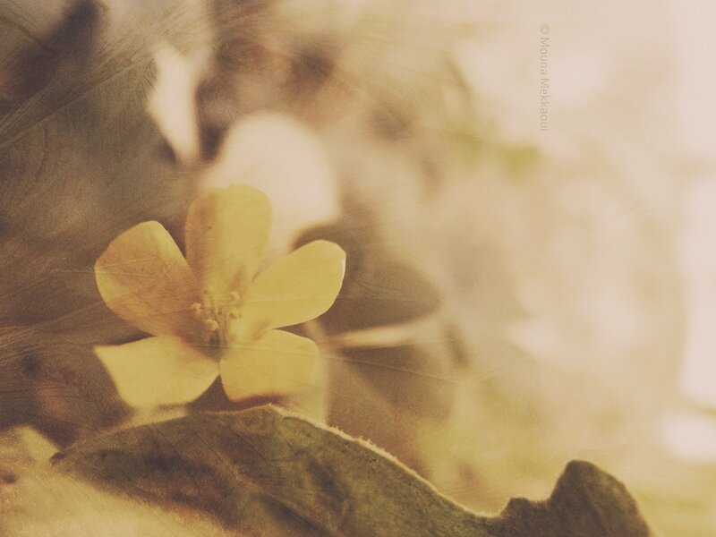 Yellow Flower on Leaf