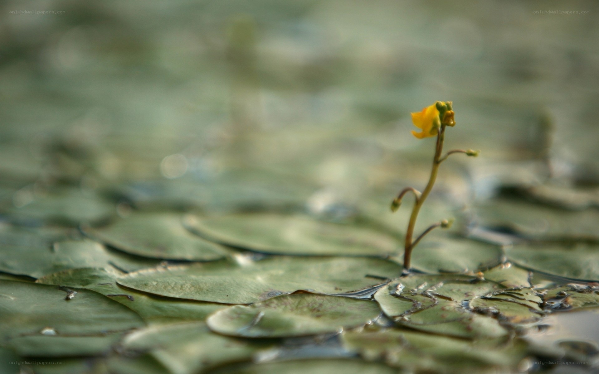 Yellow flower on lily pads