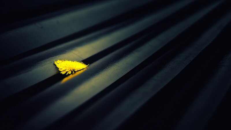 Yellow Flower on Metal — Dramatic