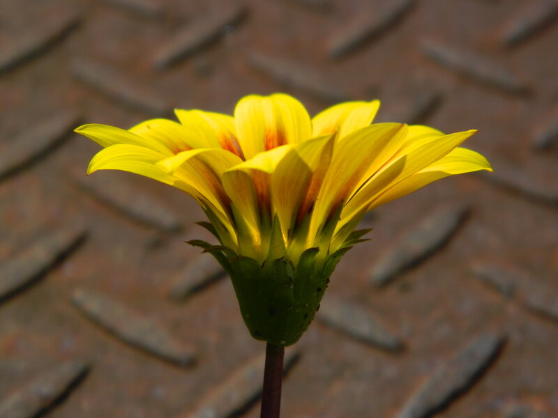 Yellow Flower on Metal