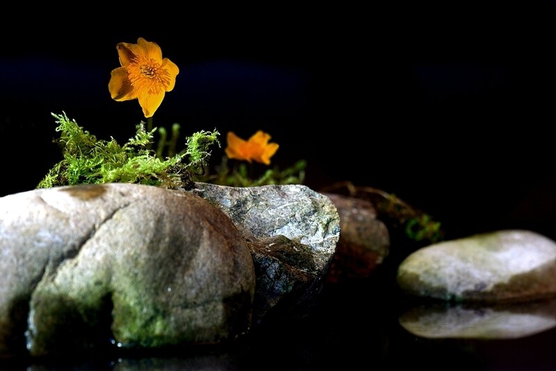 Yellow Flower on Moss