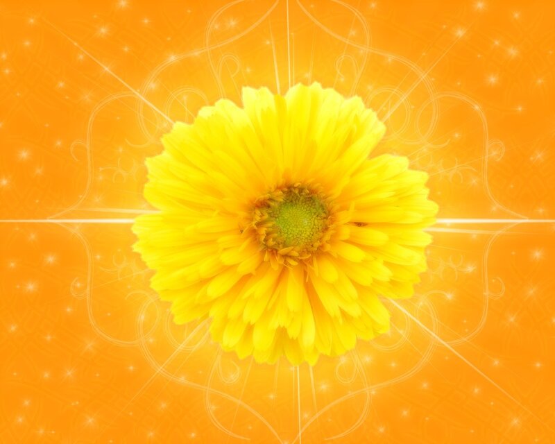 Yellow flower on orange background