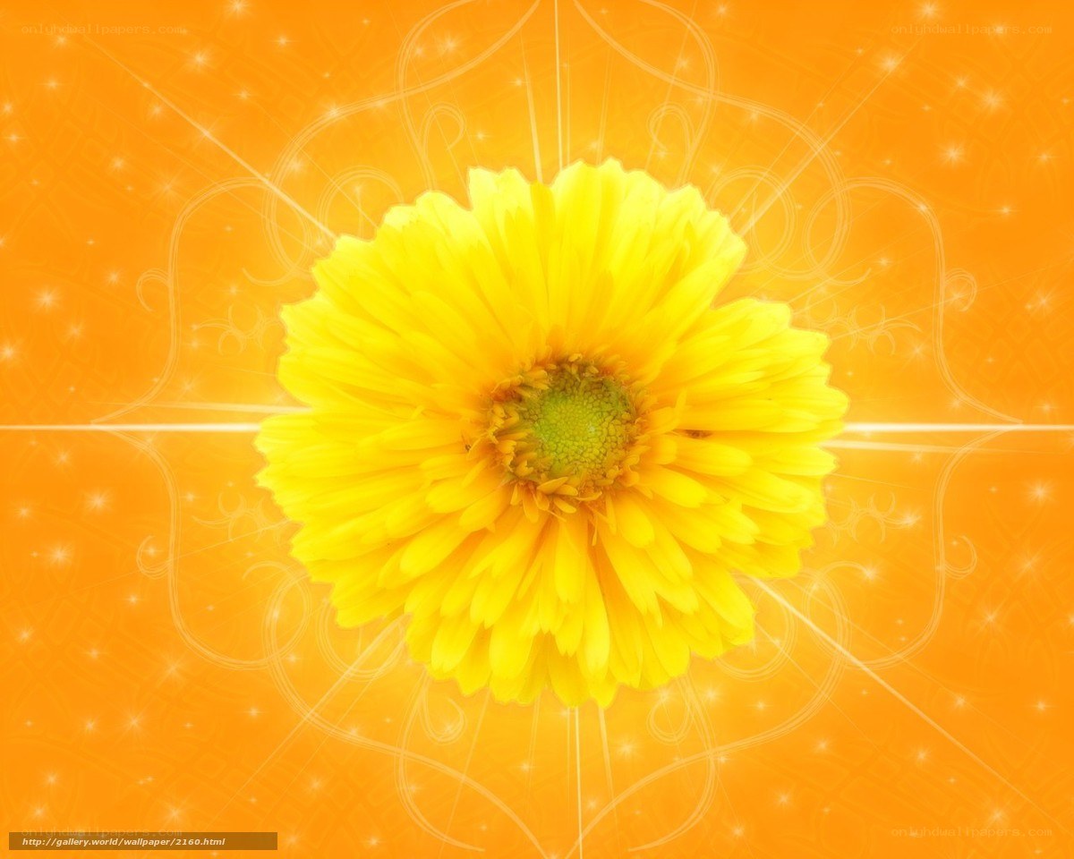 Yellow flower on orange background