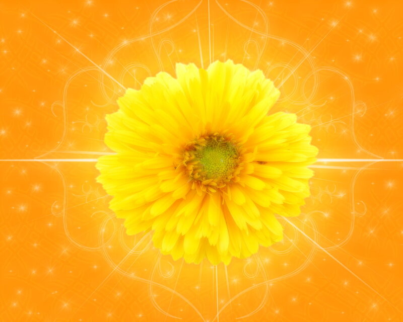Yellow Flower on Orange