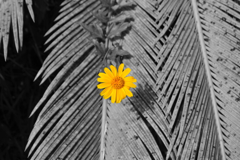Yellow Flower on Palm Leaf
