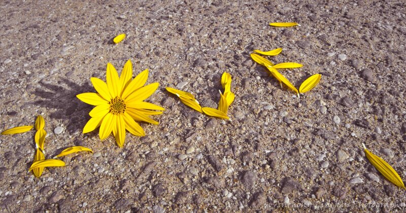 Yellow Flower on Pavement