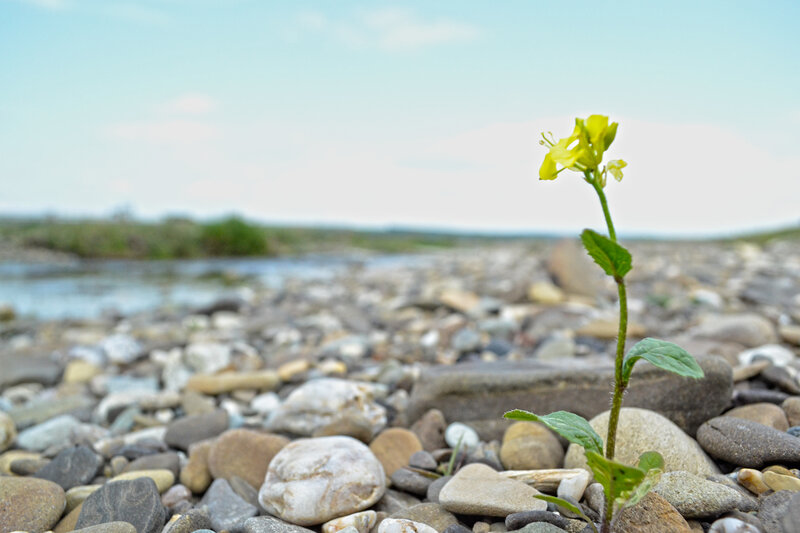 Yellow Flower on Pebbles