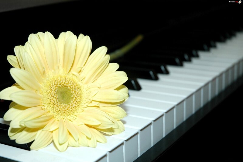 Yellow Flower on Piano