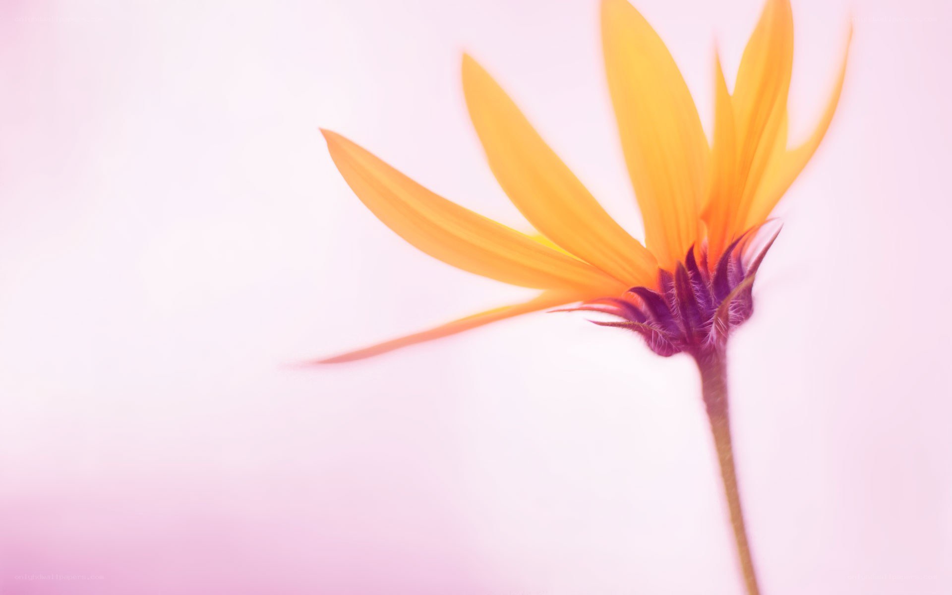 yellow flower on pink background