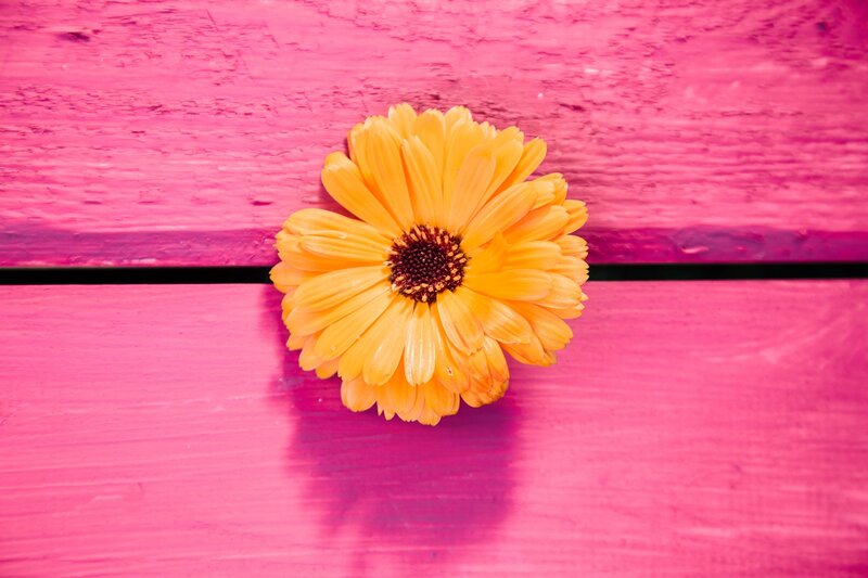 Yellow Flower on Pink Wood