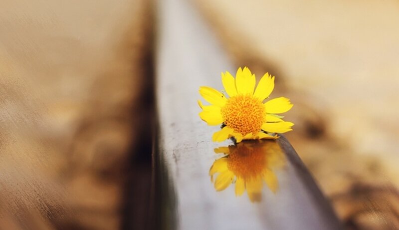 Yellow Flower on Rail