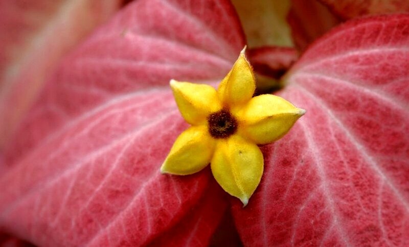 Yellow Flower on Red Leaf