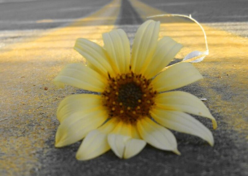 Yellow Flower on Road