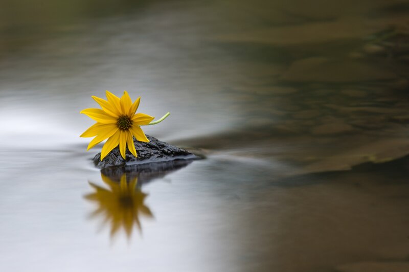 Yellow Flower on Rock — Serene