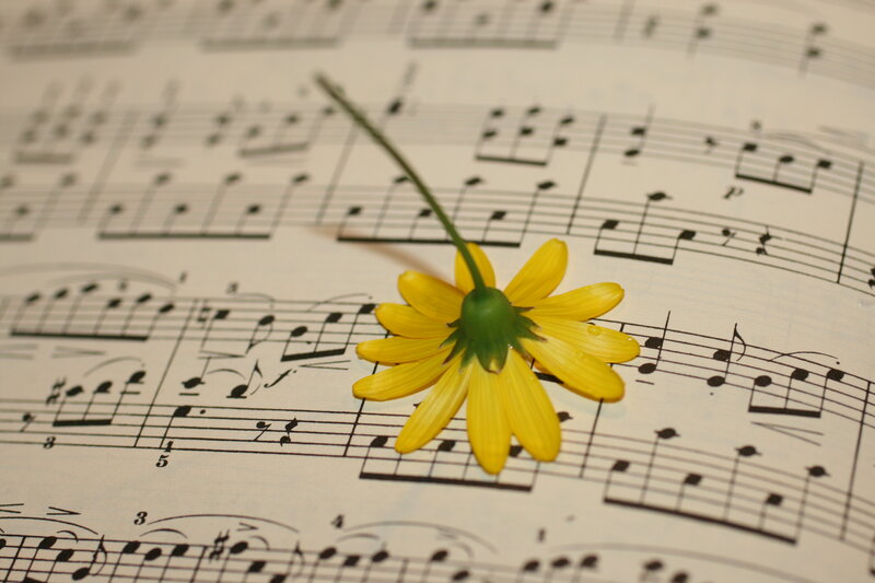Yellow Flower on Sheet Music — Serene