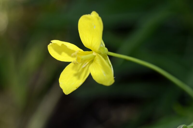 Yellow Flower on Stem — Calm, Photograph