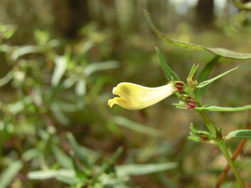 Yellow Flower on Stem — Calm