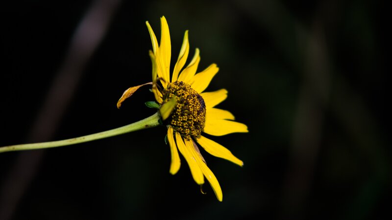 Yellow Flower on Stem — Dramatic