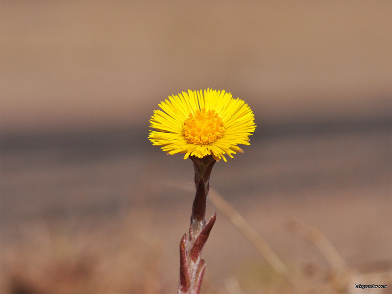 Yellow Flower on Stem