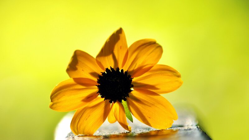 Yellow Flower on Surface — Serene, Afternoon