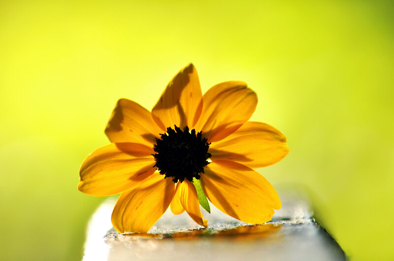 Yellow Flower on Surface — Serene