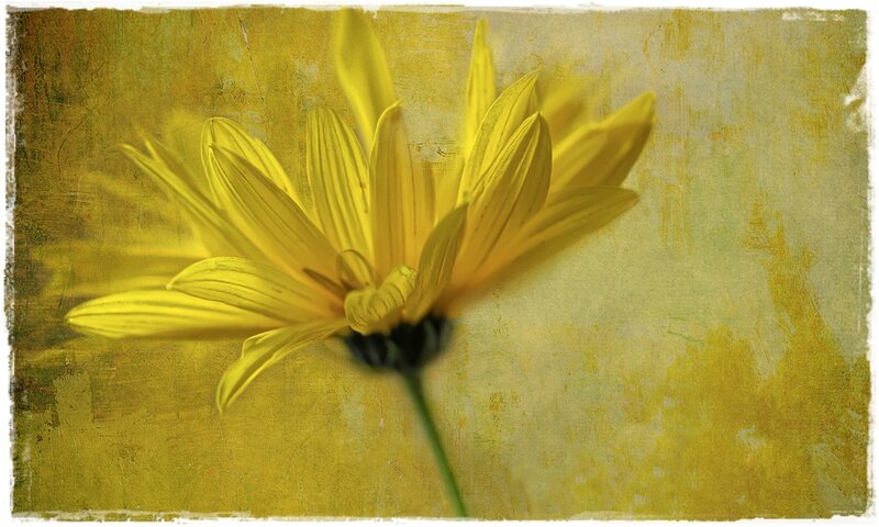 Yellow Flower on Textured Background