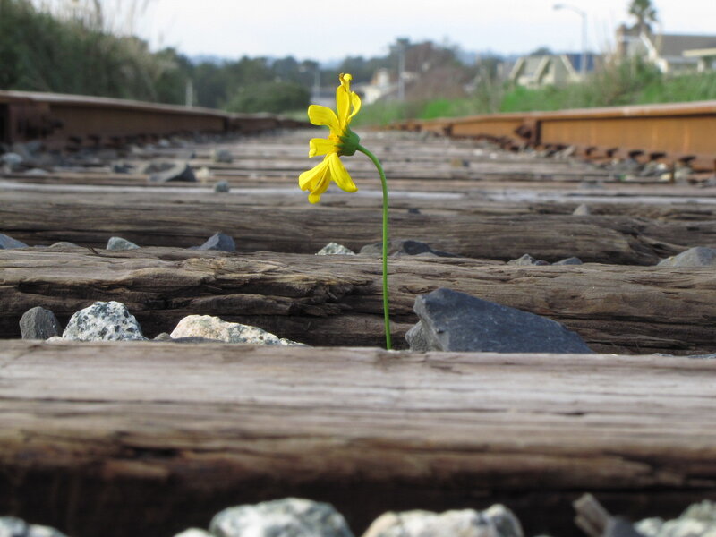 Yellow flower on train tracks