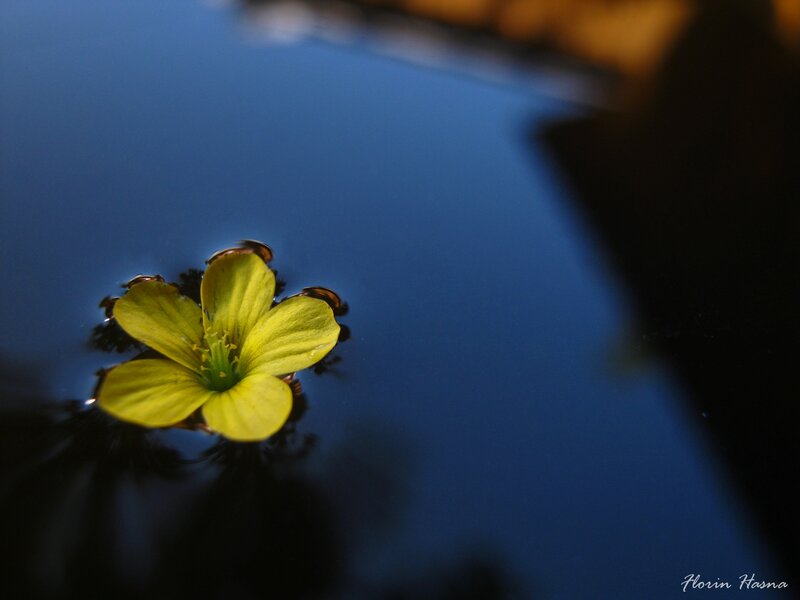 Yellow Flower on Water