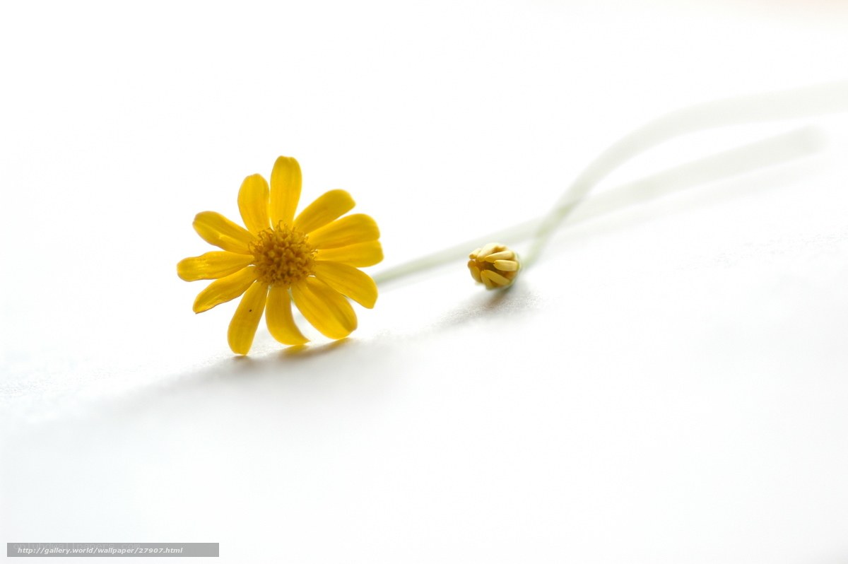 Yellow flower on white background