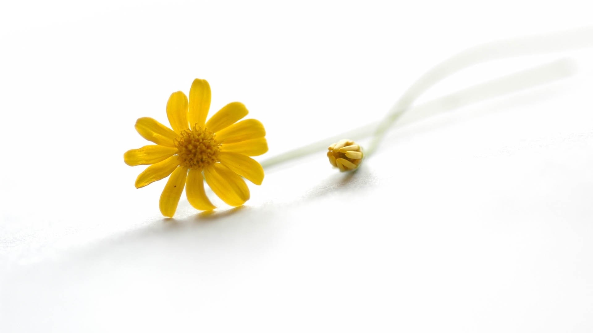 Yellow flower on white surface