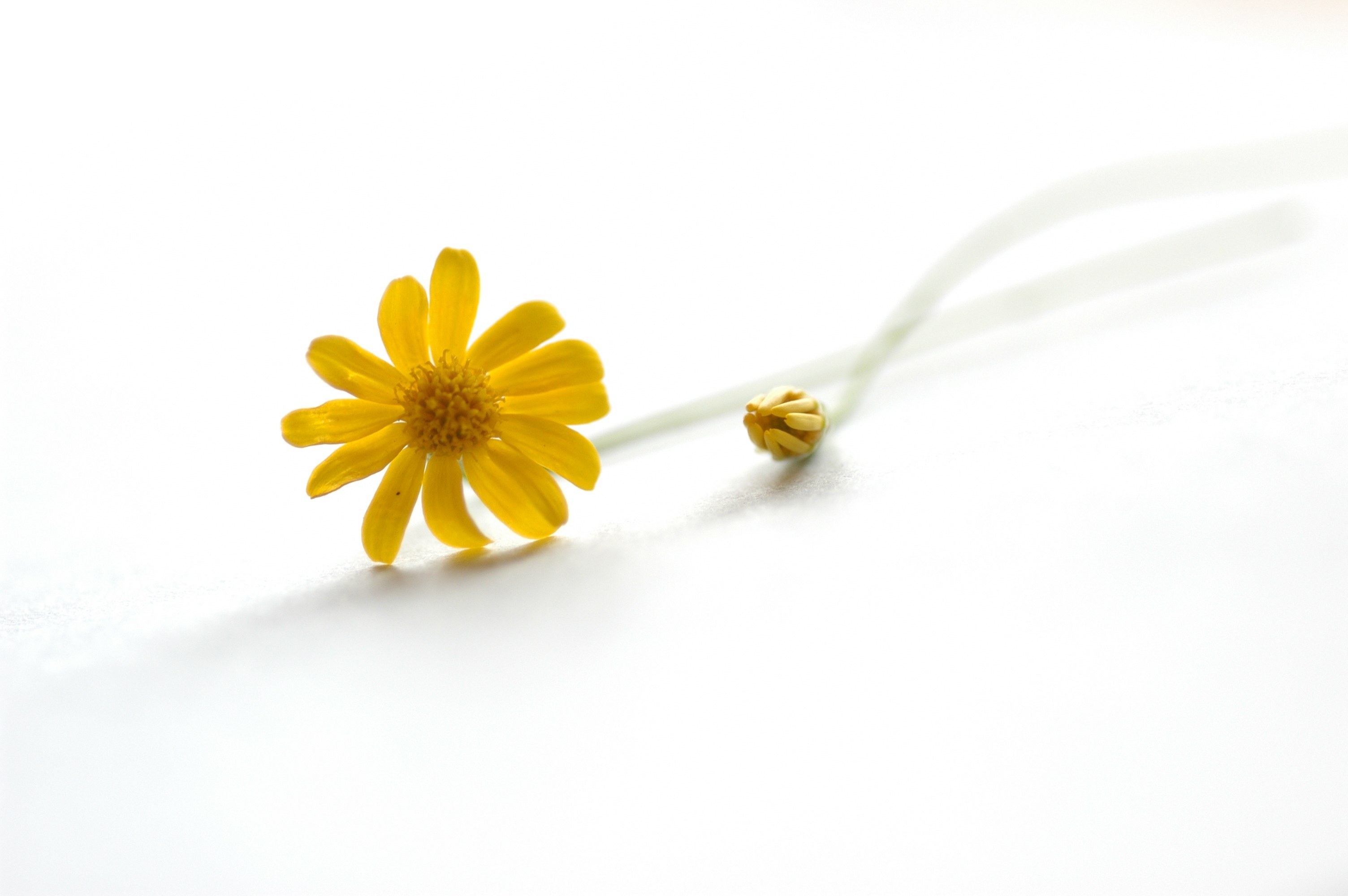 Yellow flower on white surface