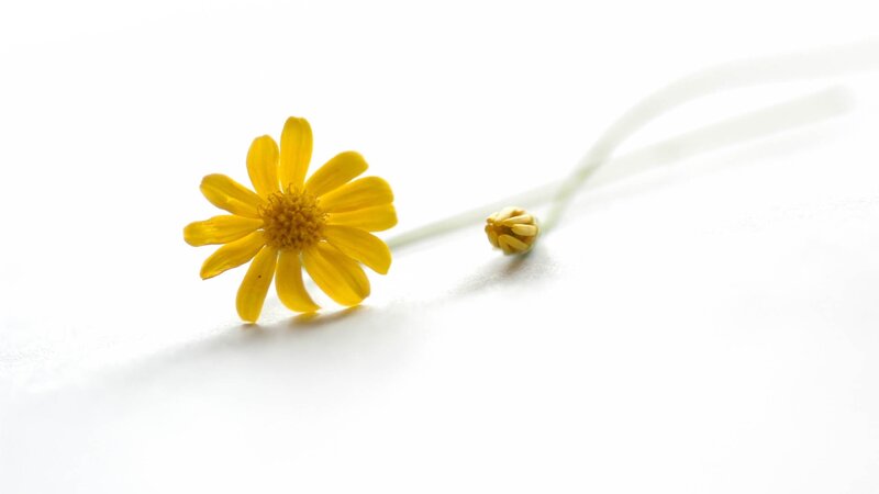 Yellow Flower on White