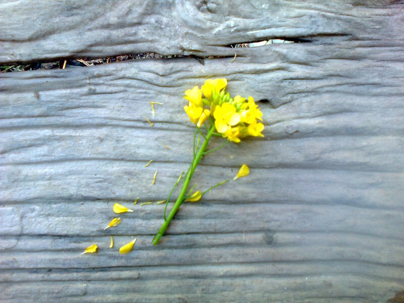 Yellow Flower on Wood — Calm, Photograph, Petals