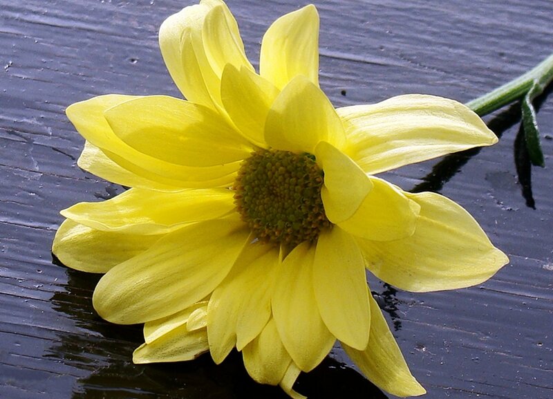 Yellow Flower on Wood — Calm, Photograph