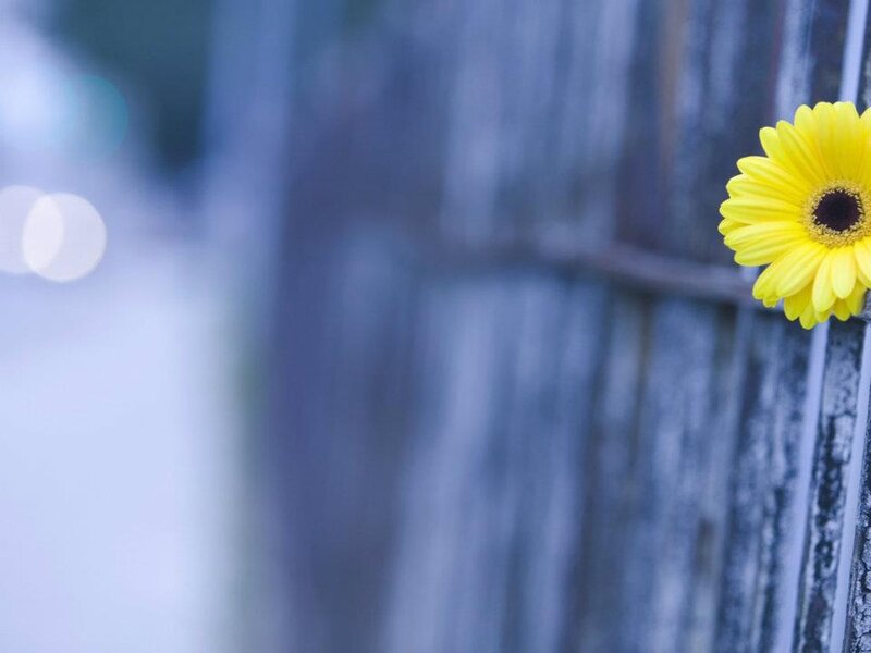 Yellow Flower on Wood — Calm