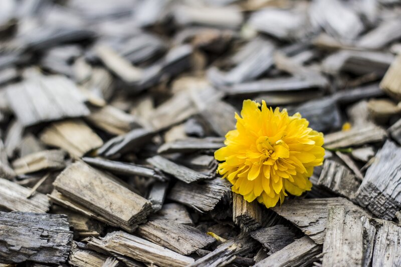 Yellow flower on wood chips