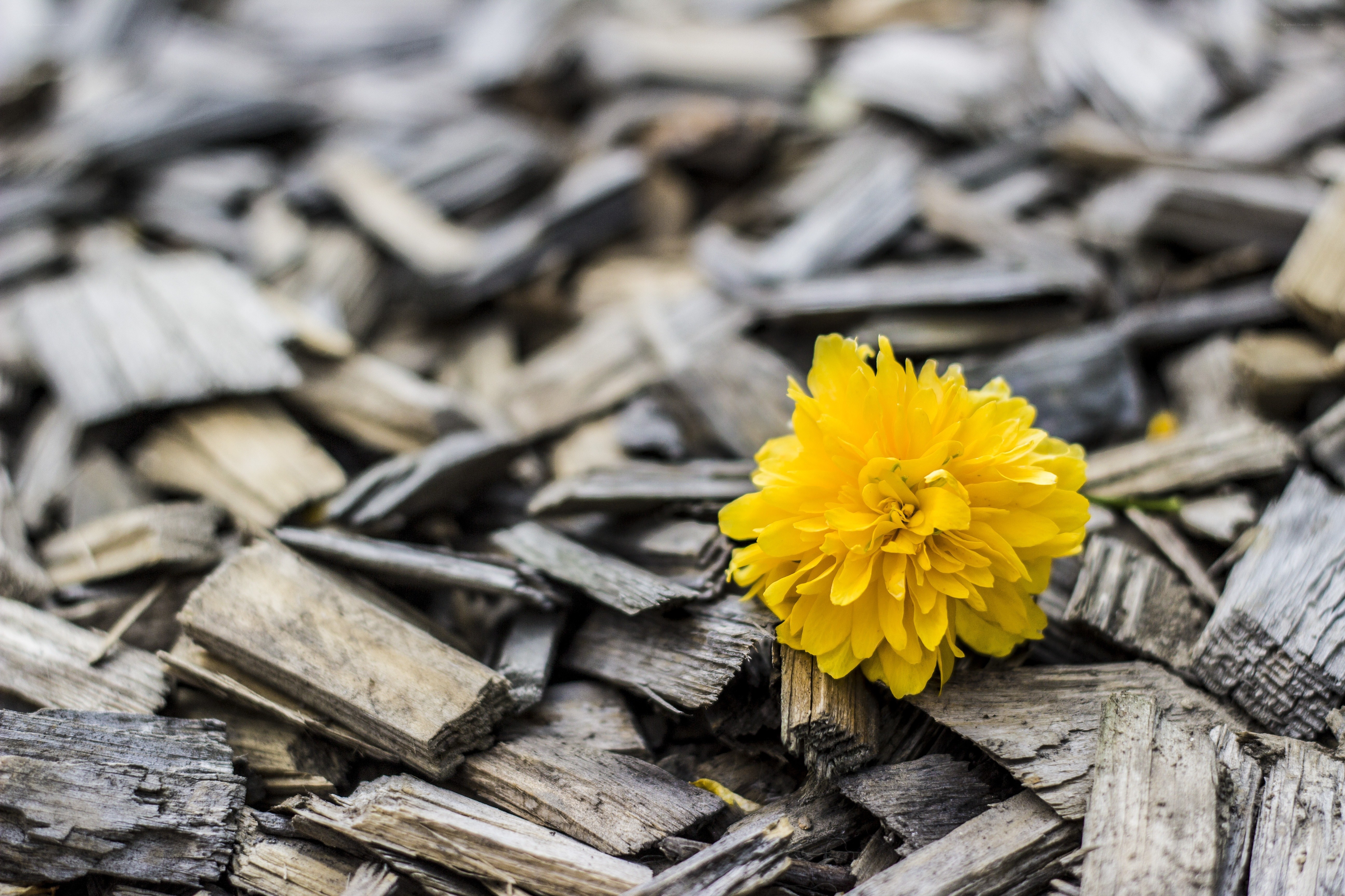 Yellow flower on wood chips