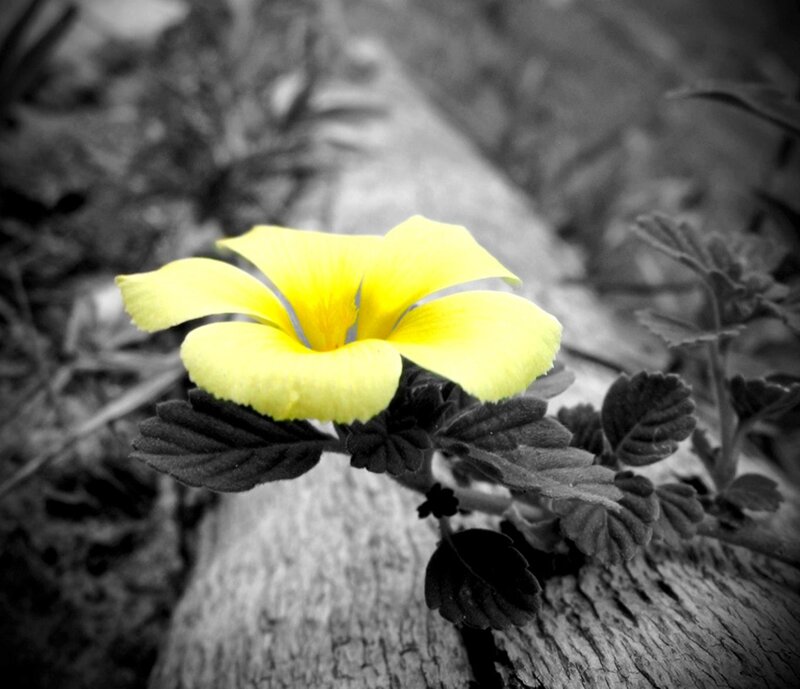 Yellow Flower on Wood — Dramatic