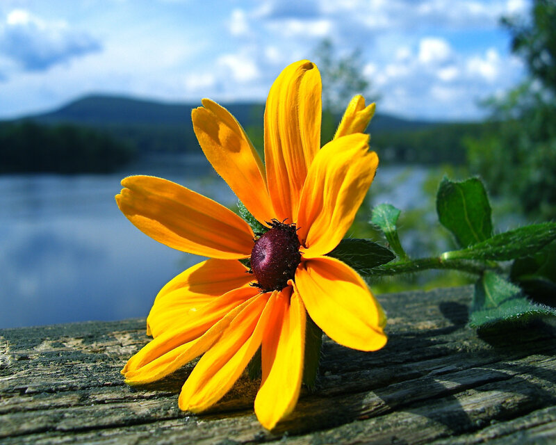 Yellow Flower on Wood — Serene, Afternoon, Photograph