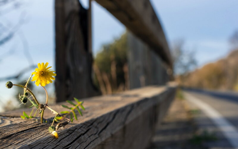 Yellow Flower on Wood — Serene, Afternoon