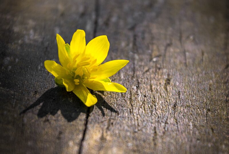 Yellow Flower on Wood — Serene, Spring, Photograph