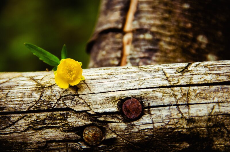 Yellow Flower on Wood — Serene, Spring