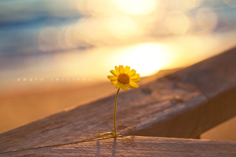 Yellow Flower on Wood — Serene, Sunset